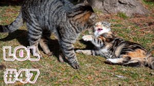 ?Пройди тест! Попробуй не рассмеяться!?Смешные Кошки Приколы с Кошками и Собаками #49