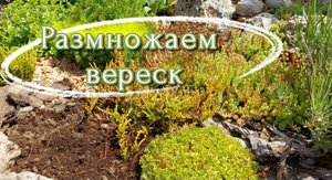 Размножаем вереск
