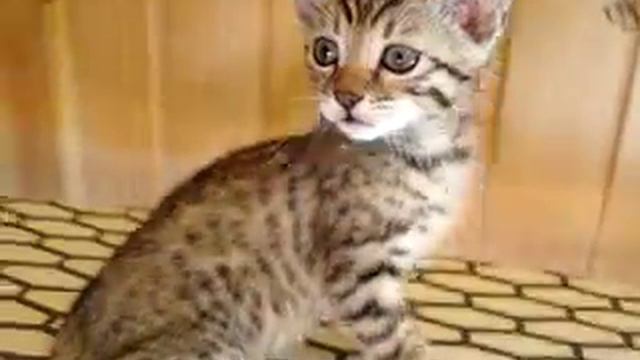 Бенгальский котик