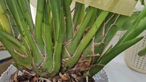 3Ц. Орхидея Цимбидиум. Температурный режим / Cymbidium orchid. Temperature