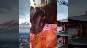 Кане Корсо,САМАЯ добрая и лучшая порода собак!кане корсо