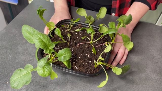 Как вырастить редис дома на окне смотреть онлайн