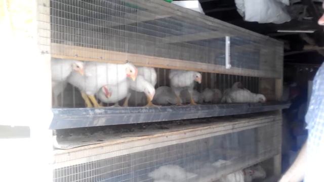 Как сделать клетку для бройлеров, размеры и материалы. смотреть онлайн