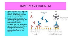 IMMUNOGLOBULIN M