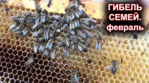 Гибель семей - февраль. Гибель пчёл.