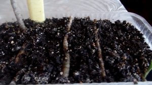 Вермикулит(перлит) или грунт? Что лучше для укоренения черенков комнатных ратений