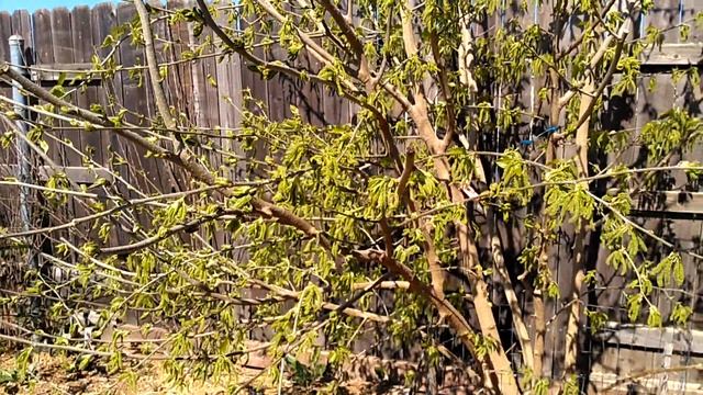 Saharanpur Local, white Pakistan mulberry (English and Russian languages)