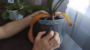 ПОЧЕМУ ЖЕЛТЕЮТ ЛИСТЬЯ ОРХИДЕЙ ?