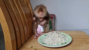 Baby monkey eating pho Vietnam