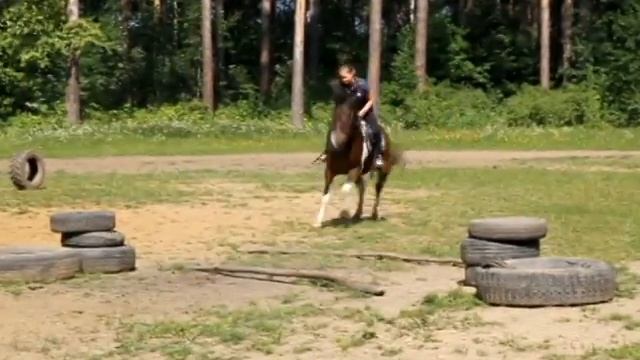 Подготовка к конкурсу красоты среди лошадей смотреть онлайн