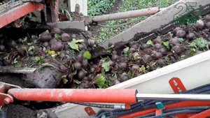 Свеклоуборочный комбайн КОЛНАГ Liner - уборка сахарной свеклы, бункер до 10 м3.mp4