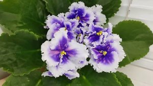 Фиалка Dn-Рiздво