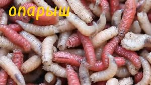 топ 5 приманок на карася