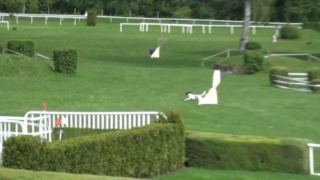Coursing Argovia 2018 Saluki Kayvan Ta'zeem смотреть онлайн