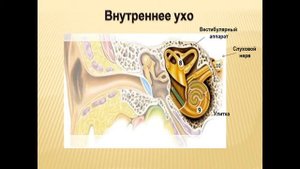 8 класс биология Ухо и слух  Строение и функции органа слуха