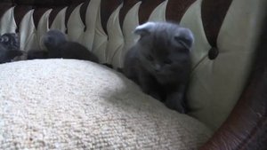 СКОТТИШ ФОЛД и СКОТТИШ СТРАЙТ !!!
