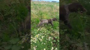 Дратхаар и Курцхаар
