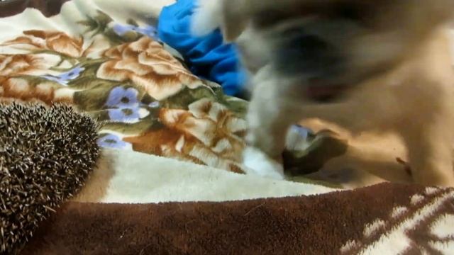 Ёжик смотреть онлайн