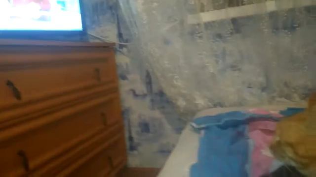 Кот смотрит телевизор смотреть онлайн