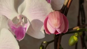 ПРИЛИПАТЕЛЬ ИЗ ОВСЯНЫХ ХЛОПЬЕВ ДЛЯ ОРХИДЕЙ! ДЛЯ ПИТАНИЯ И ОБРАБОТКИ ОТ ВРЕДИТЕЛЕЙ - ЛУЧШЕЕ СРЕДСТВО