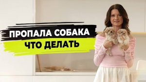 Убежала собака. Что делать,  если потерялась собака. Как не допустить пропажи собаки.