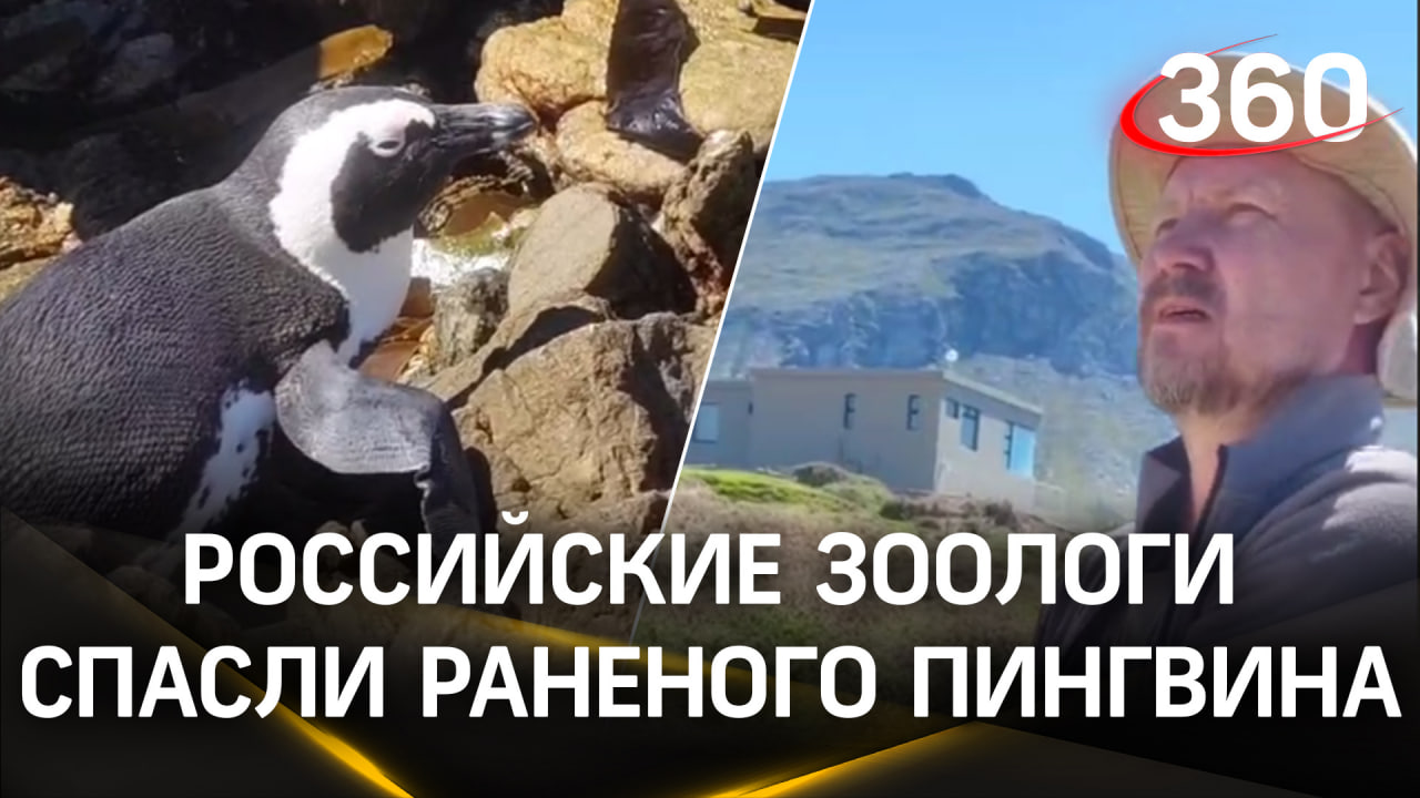 Раненого пингвина на южном побережье Африки спасли российские зоологи