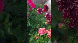 Сортовые элитные георгины 14 сентября 2023 г.Краткий обзор.г.Назарово