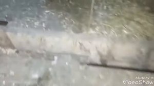 Как определить утку которая готова сесть на яйца