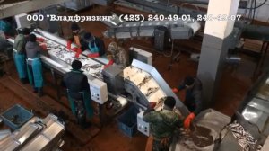 Конвейер сортировки рыбы и других морепродуктов (пр-во Ю.Корея), (ООО "Владфризинг")