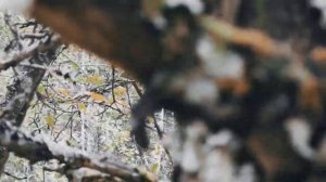 VID 20220921 145132 В глухие дни (К. Бальмонт)...Павел Васильев Лахтинский