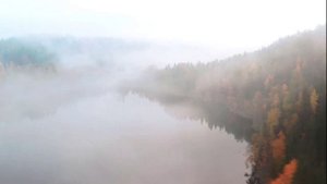 Белые журавлики