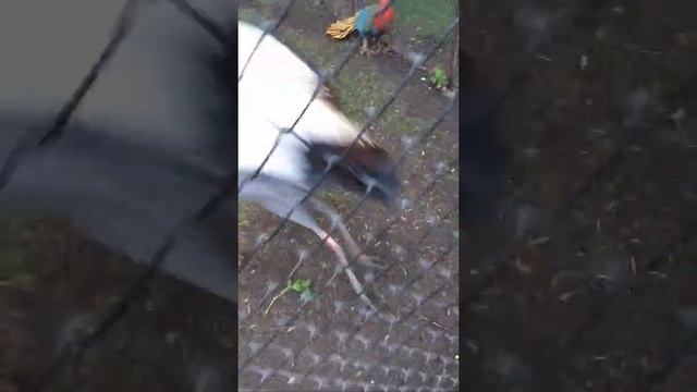 Бедная птичка(животное)? смотреть онлайн