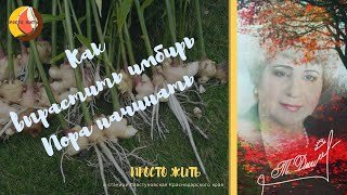 Как вырастить имбирь Пора начинать.