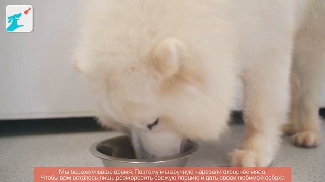 Как быстро кормить собаку натуралкой?