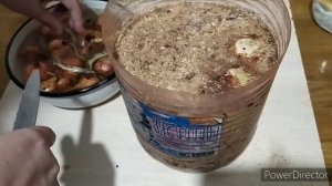 Сажаем лук на перо в опилки в 5ти литровую бутылку