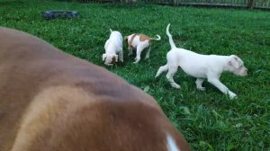 Американский бульдог\Доброе видео\Юмор.American Bulldog \ Good Video \ Humor