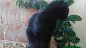 Черная домашняя "пантера"...