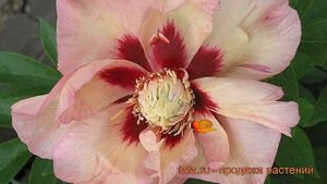 Пион ито Пастель Сплендор (paeonia itoh) ? обзор: как сажать, рассада пиона Пастель Сплендор