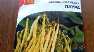 Посадка капусты в открытый грунт. Как сажать капусту