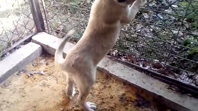 Кавказский волкодав шенок.через 4 дня 3месяца будет смотреть онлайн