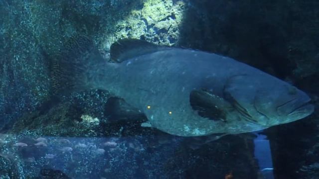 31.05.18 Океанариум (видео с фотоаппарата) смотреть онлайн