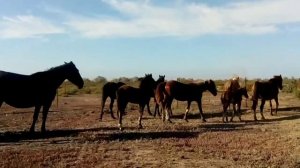 Песня " Мчится конь подо мной".