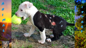 Он оказался запертым в горящем сарае