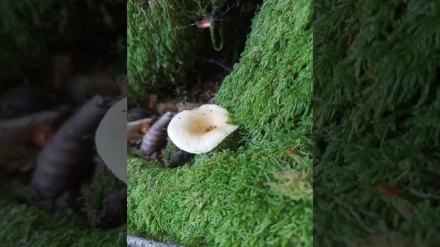 Солнечный день в лесу под красивую музыку смотреть онлайн