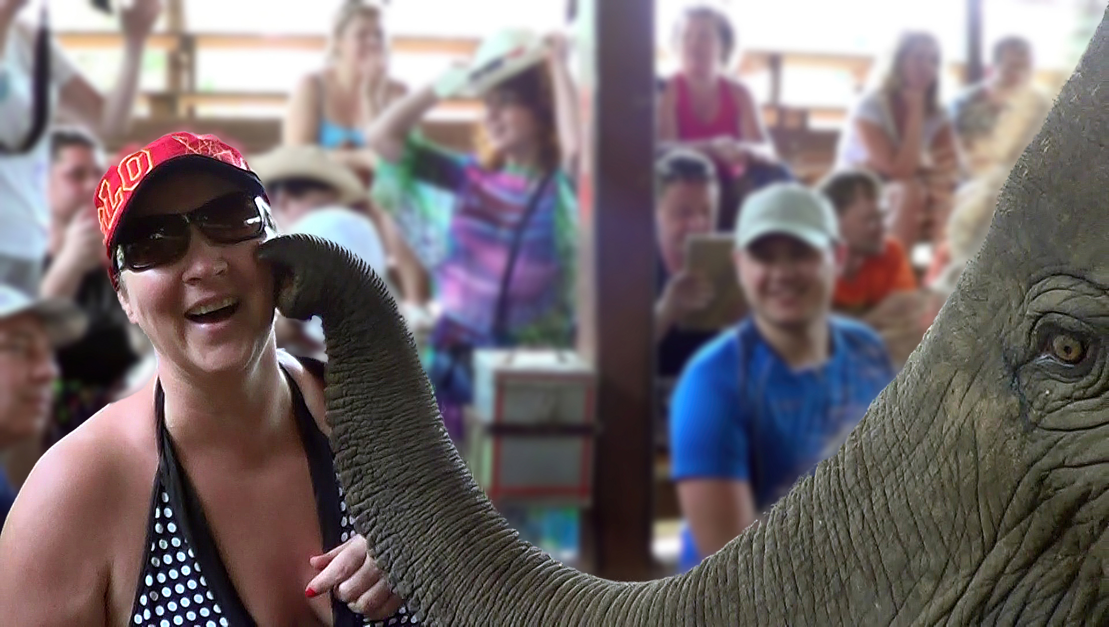 Прикол с животными: слон целует за молоко!
