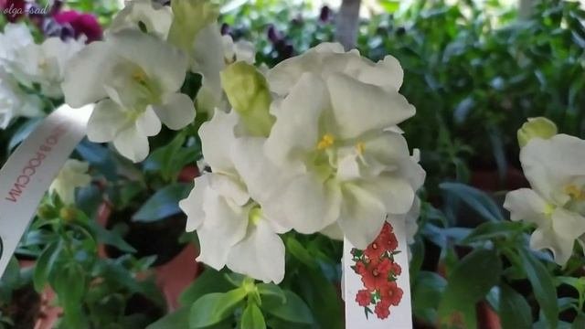 ОБИ.Рассада