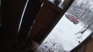 Охота на копытных по первому снегу