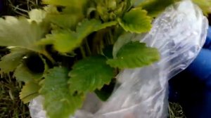 Легкий способ перевозки рассады клубники.Как подготовить рассаду для перевозки .