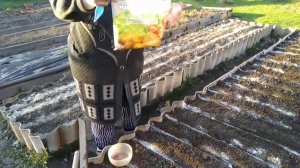 Как посеять морковь быстро и просто без заморочек.mp4