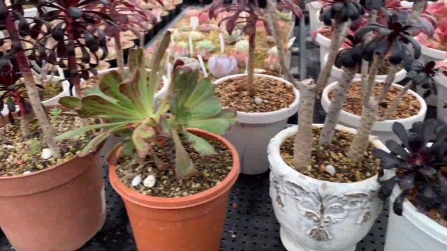 【多肉植物】【ガーデニング】【農家】【農業】【農園】【園芸】あの時の多肉ちゃん⁉️どうなっちゃったの❣️　　　　多肉大好き！なりちゃんパパ　多肉奮闘記その880 смотреть онлайн